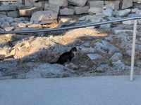 Acropolis cat