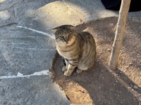 Delphi cat