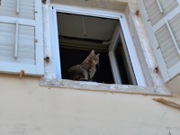 Corfu cat