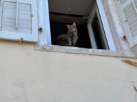 Corfu cat