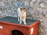 Kotor cat