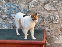 Kotor cat