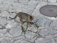 Kotor cat