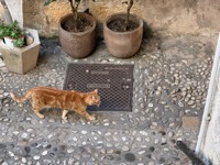Dubrovnik cat