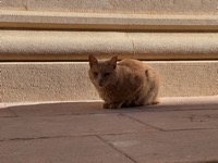Dubrovnik cat