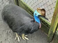 Southern Cassowary