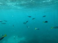 Underwater view from pontoon